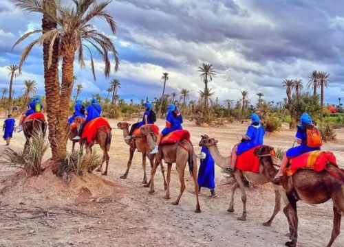 Balade dromadaire palmeraie Marrakech